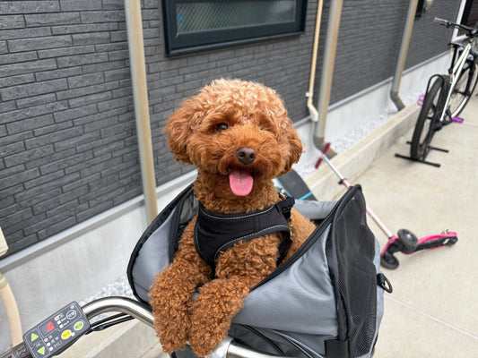 犬と自転車でお出かけ！MARUTO ペットキャリーカゴカバー D-2F-PT-01を使ってみた
